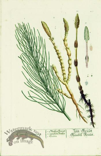 Blackwell German 212